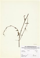 藏品(黃細心)的圖片